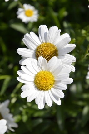 白色野生洋甘菊花朵摄影图片